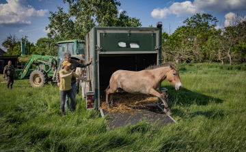 Przewalski-vadlovakat költöztettek a Hortobágyról az Őrségbe
