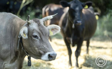 Magyar fejlesztés javíthatja az állatjólétet és a hatékonyságot a tejtermelő gazdaságokban